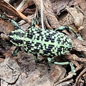 Chrysolopus spectabilis at Bungonia, NSW - 10 Jan 2025