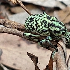 Chrysolopus spectabilis at Bungonia, NSW - 10 Jan 2025 02:15 PM