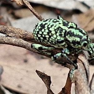 Chrysolopus spectabilis at Bungonia, NSW - 10 Jan 2025