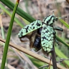 Chrysolopus spectabilis at Bungonia, NSW - 10 Jan 2025 02:15 PM