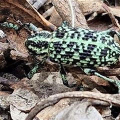 Chrysolopus spectabilis at Bungonia, NSW - 10 Jan 2025