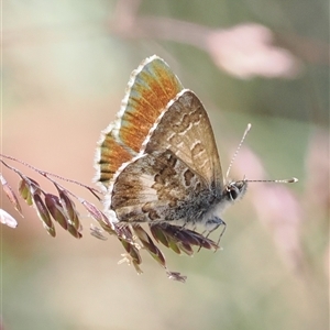 Neolucia agricola at Bimberi, ACT by RAllen