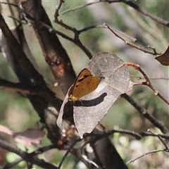 Heteronympha solandri (Solander's Brown) at Bimberi, NSW - 30 Dec 2024 by RAllen