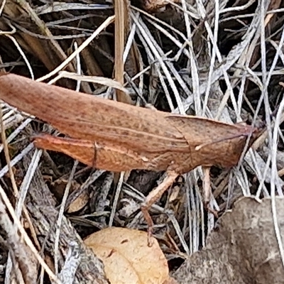 Goniaea carinata (Black kneed gumleaf grasshopper) at Bungonia, NSW - 10 Jan 2025 by trevorpreston