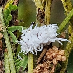 Cryptolaemus montrouzieri (Mealybug ladybird) at Bungonia, NSW - 10 Jan 2025 by trevorpreston