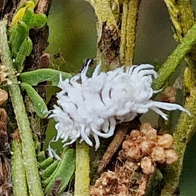 Cryptolaemus montrouzieri (Mealybug ladybird) at Bungonia, NSW - 10 Jan 2025 by trevorpreston