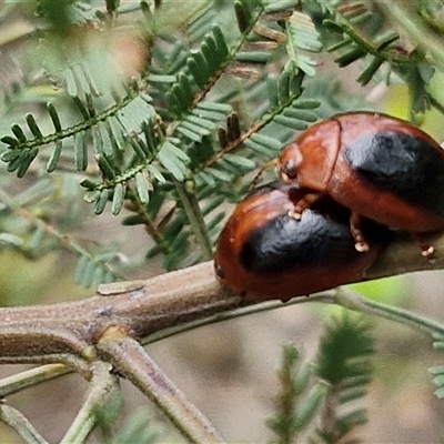 Dicranosterna immaculata (Acacia leaf beetle) at Bungonia, NSW - 10 Jan 2025 by trevorpreston