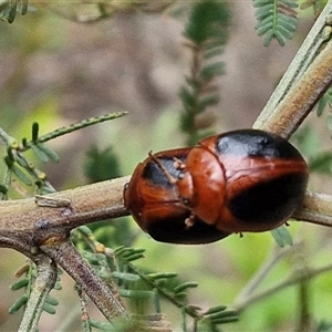 Dicranosterna immaculata at Bungonia, NSW - 10 Jan 2025