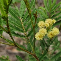 Acacia parramattensis (Parramatta Green Wattle) at Bungonia, NSW - 10 Jan 2025 by trevorpreston