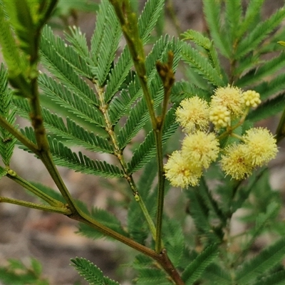 Acacia parramattensis (Parramatta Green Wattle) at Bungonia, NSW - 10 Jan 2025 by trevorpreston