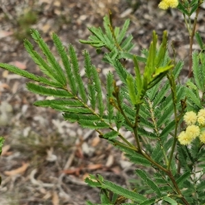 Acacia parramattensis at Bungonia, NSW - 10 Jan 2025