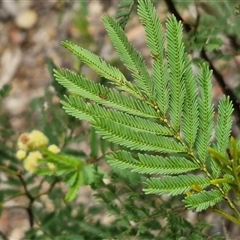 Acacia parramattensis at Bungonia, NSW - 10 Jan 2025