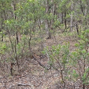 Acacia parramattensis at Bungonia, NSW - 10 Jan 2025