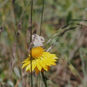 Neolucia agricola at Bimberi, NSW by RAllen