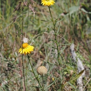 Xerochrysum viscosum (Sticky Everlasting) at Bimberi, NSW by RAllen