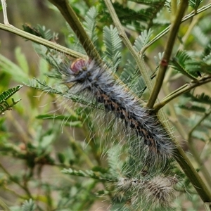 Anthela (genus) immature at Bungonia, NSW - 10 Jan 2025