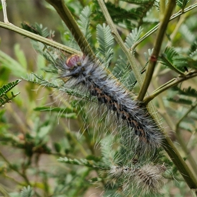 Anthela (genus) immature (Unidentified Anthelid Moth) at Bungonia, NSW - 10 Jan 2025 by trevorpreston