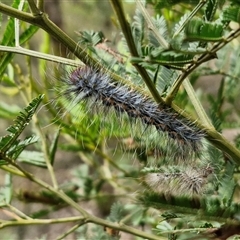 Anthela (genus) immature at Bungonia, NSW - 10 Jan 2025