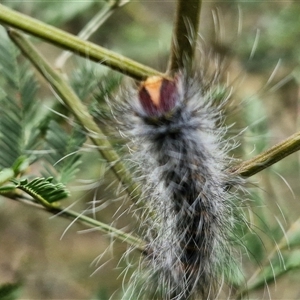 Anthela (genus) immature at Bungonia, NSW - 10 Jan 2025