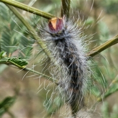 Anthela (genus) immature at Bungonia, NSW - 10 Jan 2025