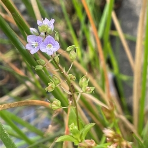 Veronica anagallis-aquatica at Jembaicumbene, NSW - 8 Jan 2025 01:01 PM