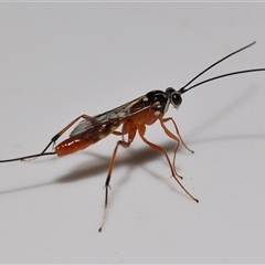 Ichneumonidae (family) (Unidentified ichneumon wasp) at Jerrabomberra, NSW - 9 Jan 2025 by DianneClarke