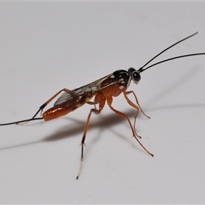 Ichneumonidae (family) (Unidentified ichneumon wasp) at Jerrabomberra, NSW by DianneClarke