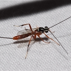 Lissonota sp. (genus) at Jerrabomberra, NSW - suppressed