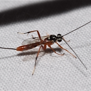 Lissonota sp. (genus) at Jerrabomberra, NSW - suppressed