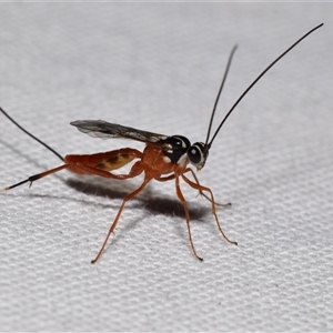 Lissonota sp. (genus) at Jerrabomberra, NSW - suppressed