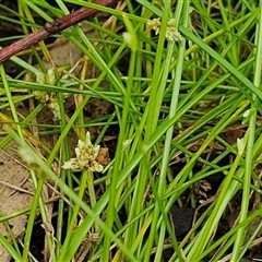 Isolepis inundata (Swamp Club Rush) at Bungonia, NSW - 10 Jan 2025 by trevorpreston