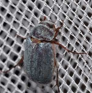 Unidentified Scarab beetle (Scarabaeidae) at Jerrabomberra, NSW by DianneClarke