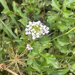 Rorippa nasturtium-aquaticum (Watercress) at Jembaicumbene, NSW - 8 Jan 2025 by JaneR