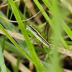 Conocephalus semivittatus (Meadow katydid) at Bungonia, NSW - 10 Jan 2025 by trevorpreston