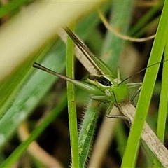 Conocephalus semivittatus at Bungonia, NSW - 10 Jan 2025 01:57 PM