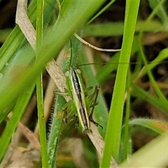 Conocephalus semivittatus at Bungonia, NSW - 10 Jan 2025 01:57 PM