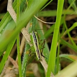 Conocephalus semivittatus at Bungonia, NSW - 10 Jan 2025 01:57 PM