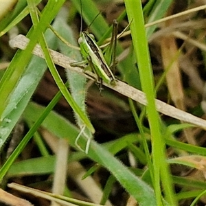 Conocephalus semivittatus at Bungonia, NSW - 10 Jan 2025 01:57 PM