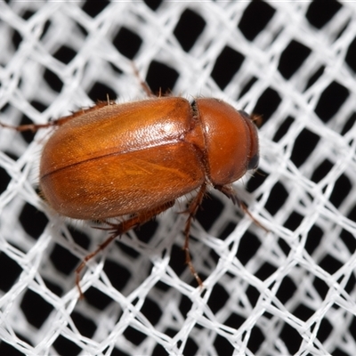 Heteronyx sp. (genus) (Scarab beetle) at Jerrabomberra, NSW - 9 Jan 2025 by DianneClarke