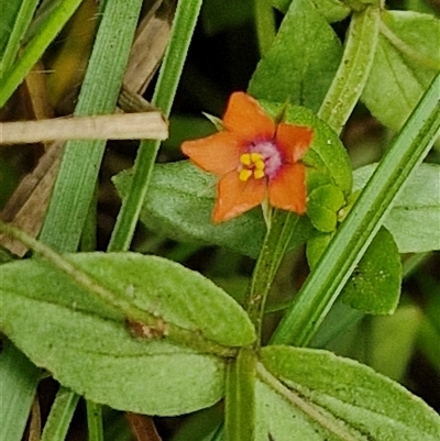 Lysimachia arvensis (Scarlet Pimpernel) at Bungonia, NSW - 10 Jan 2025 by trevorpreston