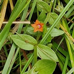 Lysimachia arvensis at Bungonia, NSW - 10 Jan 2025 01:57 PM