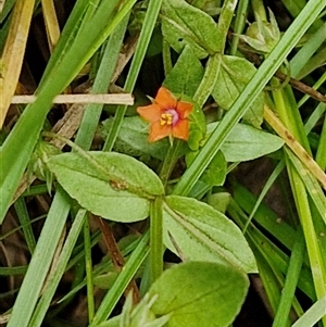 Lysimachia arvensis at Bungonia, NSW - 10 Jan 2025 01:57 PM