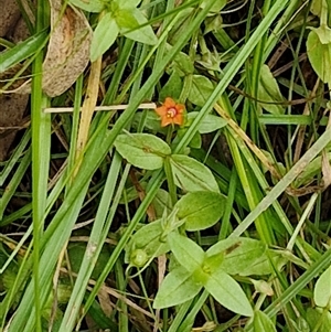 Lysimachia arvensis at Bungonia, NSW - 10 Jan 2025 01:57 PM