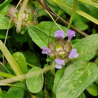 Prunella vulgaris (Self-heal, Heal All) at Bungonia, NSW - 10 Jan 2025 by trevorpreston