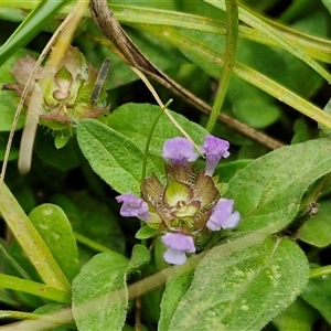 Prunella vulgaris at Bungonia, NSW - 10 Jan 2025 01:56 PM