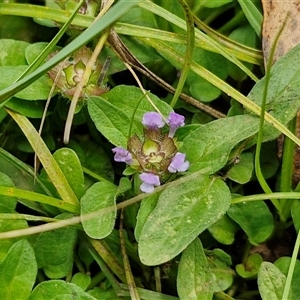 Prunella vulgaris at Bungonia, NSW - 10 Jan 2025 01:56 PM