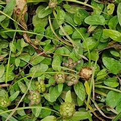 Prunella vulgaris at Bungonia, NSW - 10 Jan 2025 01:56 PM