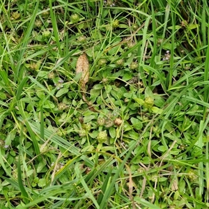 Prunella vulgaris at Bungonia, NSW - 10 Jan 2025 01:56 PM