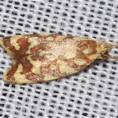 Tisobarica pyrrhella (A Concealer moth) at Sheldon, QLD - 9 Mar 2024 by PJH123