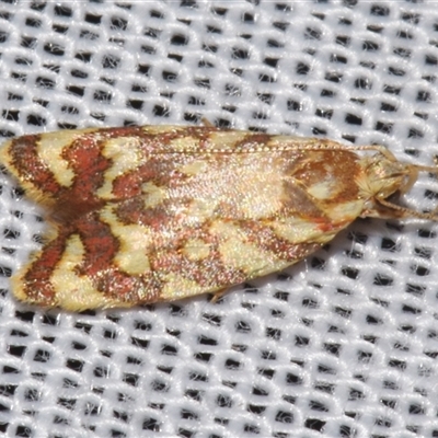 Tisobarica pyrrhella (A Concealer moth) at Sheldon, QLD - 9 Mar 2024 by PJH123